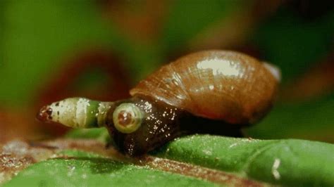 For Those Unfamiliar Theyre Snails Infected With A Parasitic Worm