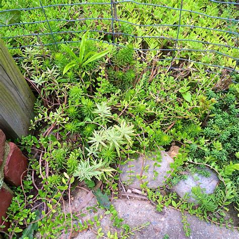 Succulent Ground Cover Zone 7a Gardening Ground Cover Plants Ground