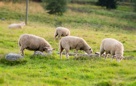 图片素材 领域 农场 草地 农村 夏季 野生动物 放牧 牧场 羊 哺乳动物 动物群 草原 脊椎动物 有机