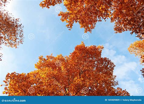 Trees Wth Yellowed Leaves Against The Blue Sky Stock Image Image Of