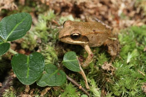14 Frogs Of Michigan Id Guide With Photos And Calls