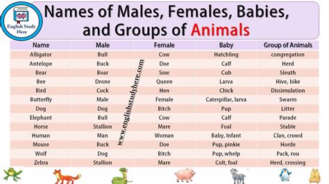 Trending Female Unique Animal Names Png Temal
