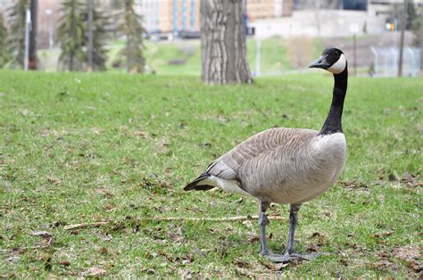 Canada Goose Bumped Into This Fella In The River Valley Shockout