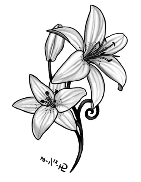Lily Flower Tattoo Drawing At Getdrawings Free Download