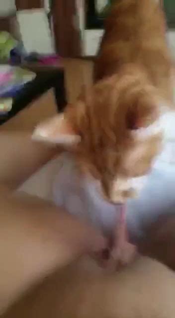 El gato muerde coños Porno Bizarro Sexo Extremo Videos XXX Brutales