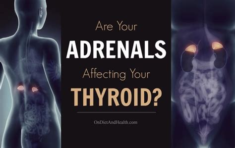 The Adrenal And Thyroid Connection
