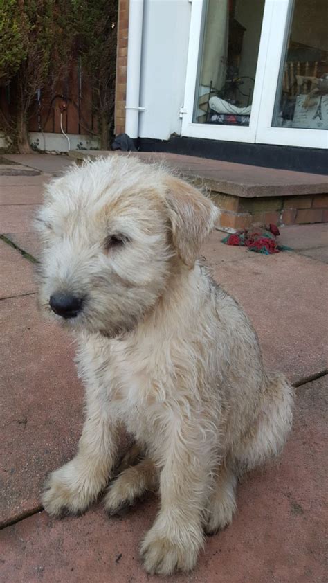 It is always eager to make new friends. Soft-Coated Wheaten Terrier Puppies For Sale | Edmond ...