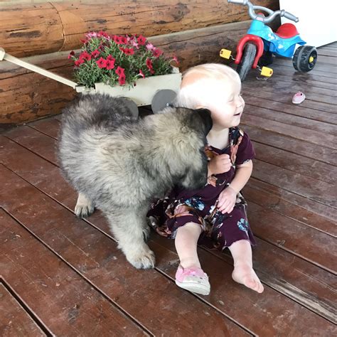 Looking for healthy leonberger puppies for sale. Leonberger Puppies For Sale | Rexford, MT #281668