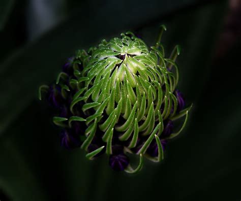 Spiky Purple Flower Take 3 By Lissamonster On Deviantart
