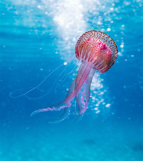 Pink Jellyfish In Sea 3230x3648 Resolution Wallpaper