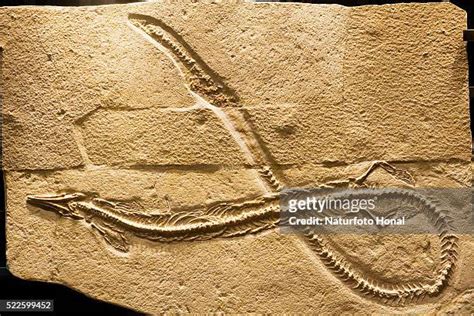 Fossilized Snake Photos And Premium High Res Pictures Getty Images