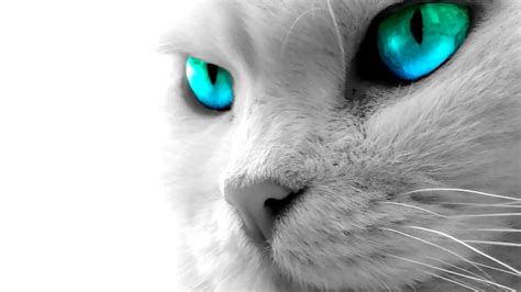 7 Cat Backgrounds Anime Green Cat Eyes Hd Wallpaper Pxfuel