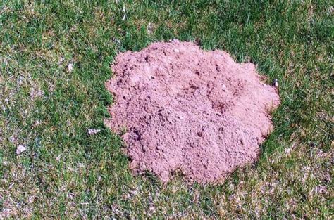 Gopher Holes In Yard Appearance Problems And Removal