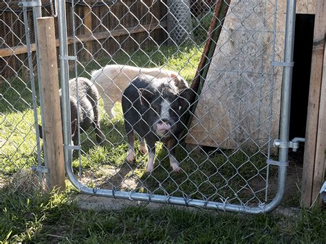 Introducing A New Pig To Your Herd Hog Haven Farm