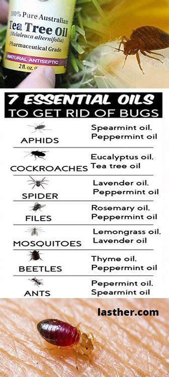 7 Essential Oils To Get Rid Of Bugs At Home Health Skintagremover