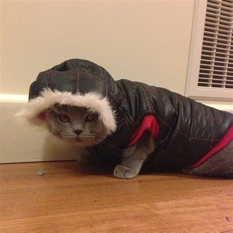 22 Cats That Absolutely Hate Their Halloween Costumes Pleated Jeans