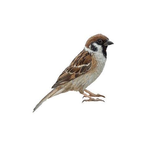 House Sparrow Png Images Transparent Hd Photo Clipart In 2022 Photo