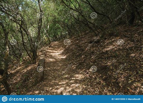 Dirt Path In The Forest Amid Bushes And Trees Stock Image Image Of