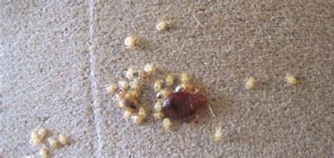 What Does It Mean When You See Baby Bed Bugs Cassy Pannell