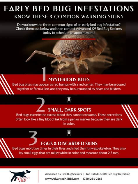 Early Bed Bug Infestation Pest Phobia
