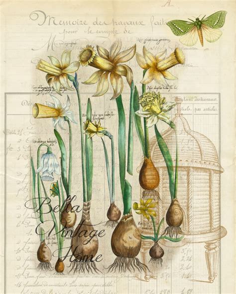 Vintage Daffodil Bulbs For Sale Mbi Garden Plant