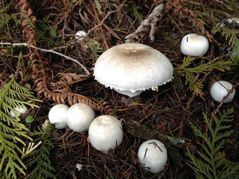 Mushrooms Of Oregon Identification And Pictures Pacific Northwest