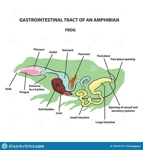 Gastrointestinal Tract Of An Amphibian Frog Information Graphic Stock