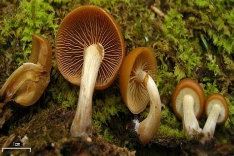 10 Of The Most Poisonous Mushrooms In The World
