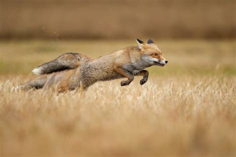 A Red Fox Leaping Stock Image Image Of Hunting Flowers 20371257