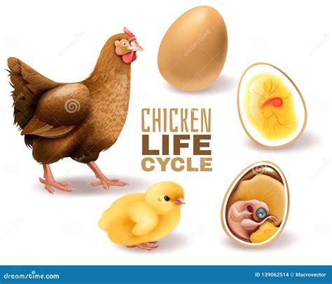 Chicken Life Cycle Set Stock Vector Illustration Of Natural