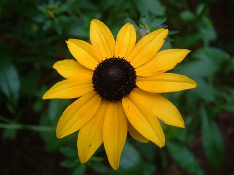 How To Plant And Maintain Black Eyed Susans Rudbeckia