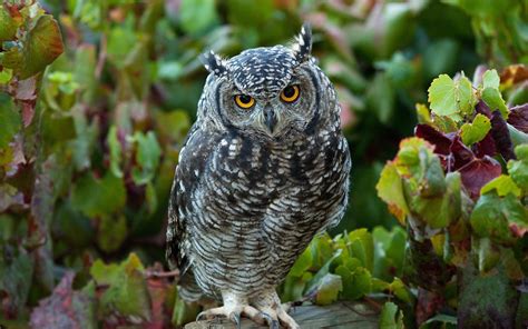Wallpaper Owl Leaves Birds Predator Standing Resolution1920x1200