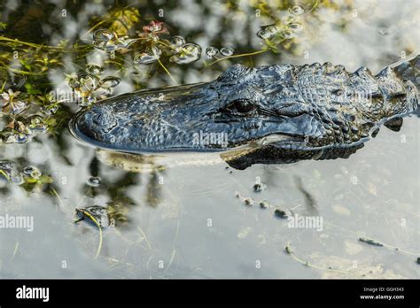 American Alligator Eating Stock Photos And American Alligator Eating