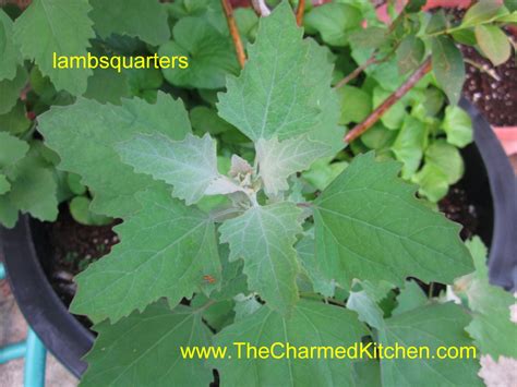 A flowering onion crop is not ideal for a good onion harvest, but the blooms are edible, and you can still eat the onions even after they flower. 10 Common Plants You Can Eat | The Charmed Kitchen