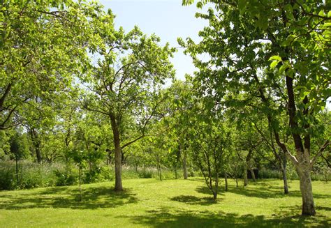 You can get away with just one tree if you are growing sour baking cherries. The Immediate Vicinity - Photo Gallery