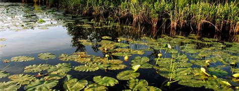 Cedar River Preserve The Leelanau Conservancy