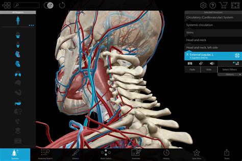 Welcome to innerbody.com, a free educational resource for learning about human anatomy and physiology. Human Anatomy Atlas 2018: Complete 3D Human Body - Télécharger