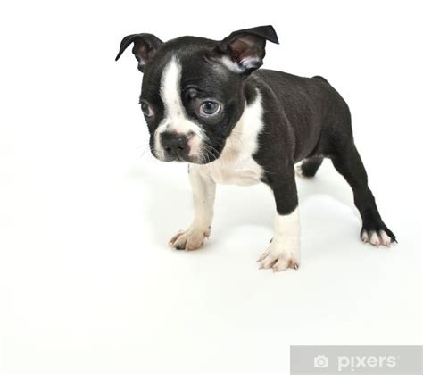 Winter birdwatching in klamath falls, oregon: Boston Terrier Puppy Saying "I'm Sorry". Poster • Pixers ...