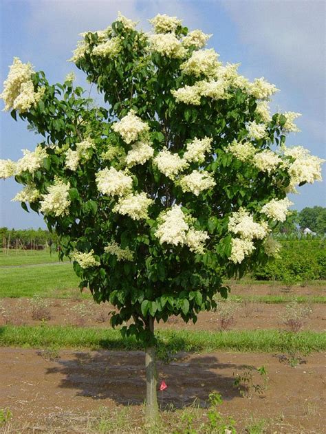 Lilac Japanese Tree Shade Trees Trees Plants And Flowers Niemeyers Landscape Supply