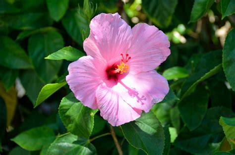 Pink Hibiscus Flower Free Stock Photo Public Domain Pictures