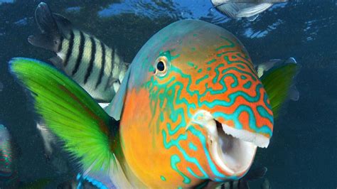 Parrotfish Thrive On Bleached Coral Great Barrier Reef The Cairns Post