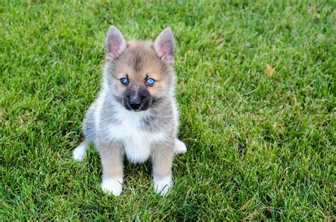 Enter a location to see results close by. Pomsky Puppies For Sale | Atlanta, GA #211638 | Petzlover
