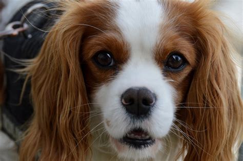 Dogs With Big Eyes The Most Popular Breeds Sausage Dog