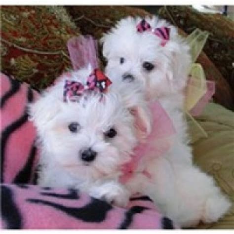 Adopt a small dog from glimmer of life rescue in south florida! T-Cup Maltese Puppies For Adoption Offer