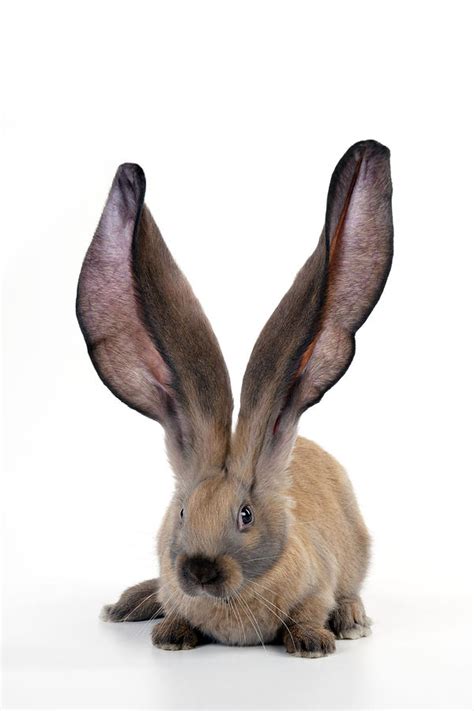 English Lop Rabbit 1 Photograph By John Daniels Pixels