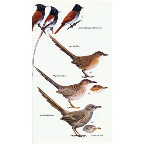 Birds Of The Middle East Veldshopnl