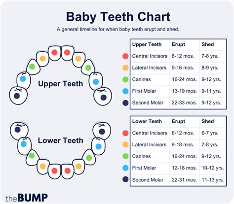 Baby Teeth Chart A Full Teething Timeline Pampers 49 Off