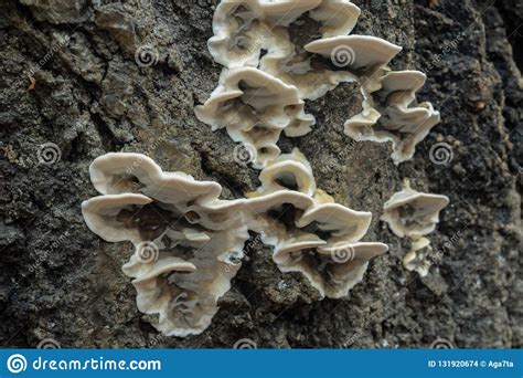 White Shelf Fungi Polypore On Tree Bark Stock Photo Image Of Park