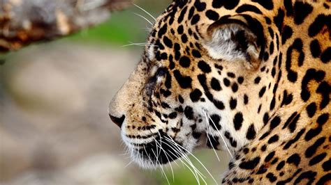 Download Wallpaper 1600x900 Jaguar Predator Wild Cat Muzzle