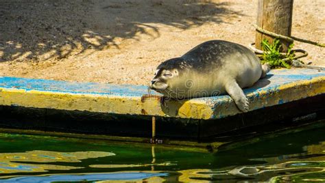 The Semi Aquatic Hippopotamus Going For A Wallow Stock Image Image Of